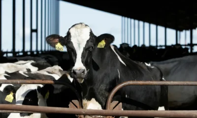The USDA will require testing of dairy cows