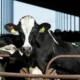 The USDA will require testing of dairy cows
