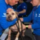 Dogs were rescued from a dogfighting ring in New Jersey