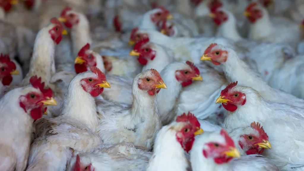 The H5N1 avian bird flu virus has been causing outbreaks among poultry in the United States, with 48 states affected.