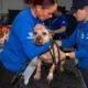 Dogs were rescued from a dogfighting ring in New Jersey