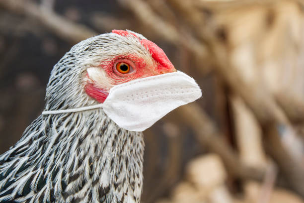 sick chicken using medical mask stock photo