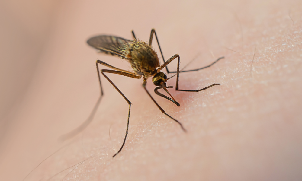 The virus that causes eastern equine encephalitis (EEE) is spread by bites from some Aedes, Coquillettidia, and Culex mosquitoes.