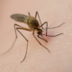 The virus that causes eastern equine encephalitis (EEE) is spread by bites from some Aedes, Coquillettidia, and Culex mosquitoes.