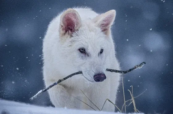 Scientists Resurrect Dire Wolf Using Ancient DNA Tech